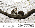 猫と桜 29477793