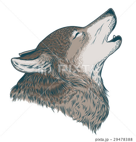 Vector Illustration Of A Howling Wolfのイラスト素材 2947