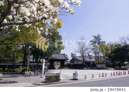 名古屋市東区　徳川園黒門と木蓮 29478641