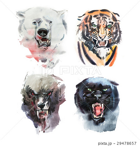 Watercolor drawing of angry looking bear, tiger 29478657