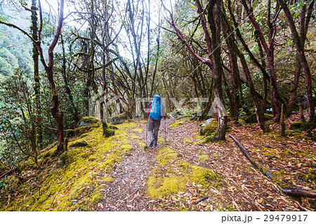 Hike in Nepal jungle 29479917