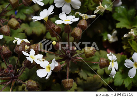 プリムラシネンシス プリムラシネンシス 29481216