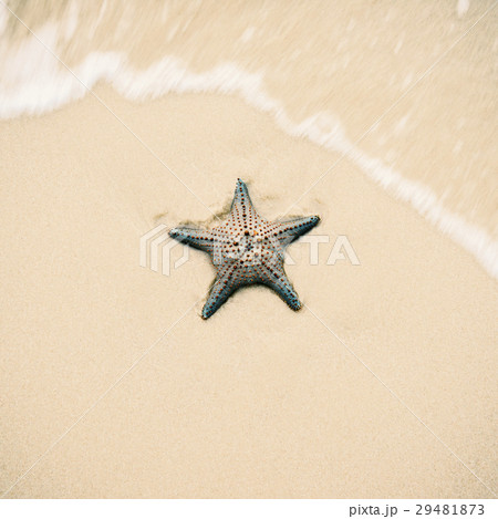Starfish on the beach sand. Close up. 29481873