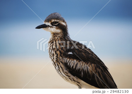 Bush stone-curlew resting on the beach. 29482130