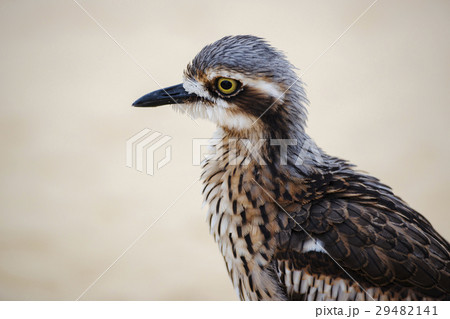 Bush stone-curlew resting on the beach. 29482141