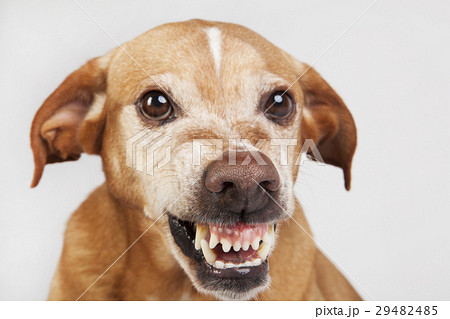 Big nose in the unfriendly dog face. 29482485