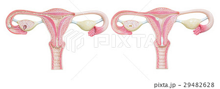 Female reproductive system isolated on white  29482628