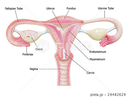 Female reproductive system with image diagram 29482629