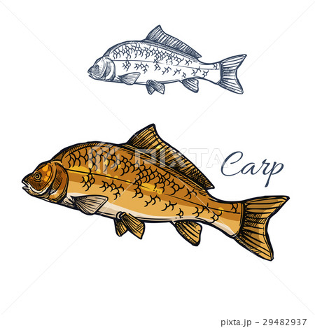 Carp fish isolated sketch for food themes design 29482937
