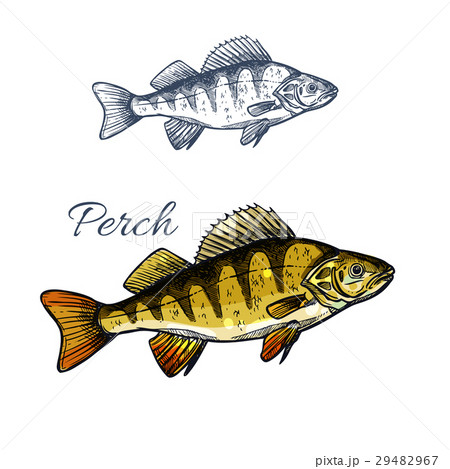 Perch fish isolated sketch of freshwater predator 29482967