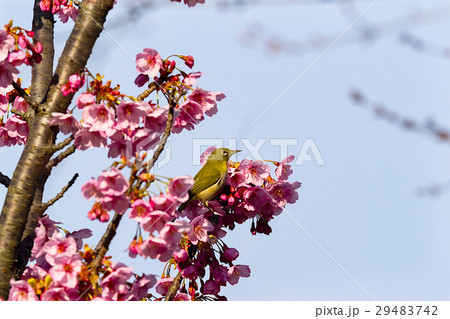 陽光ザクラに戯れるメジロ 陽光ザクラに戯れるメジロ 29483742