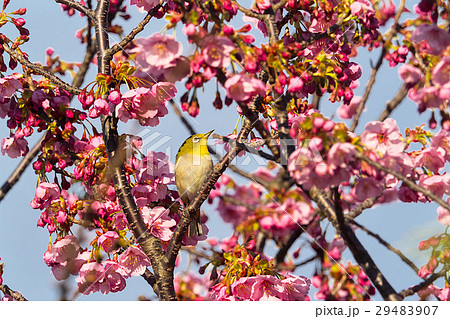 陽光ザクラとメジロ 陽光ザクラとメジロ 29483907