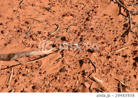 オーストラリア、西オーストラリア、シャーク・ベイ、フランソワ・ペロン国立公園 29483938