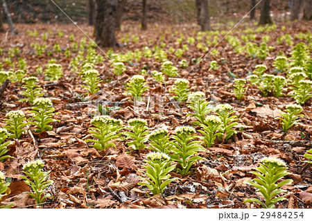 フキノトウ 29484254