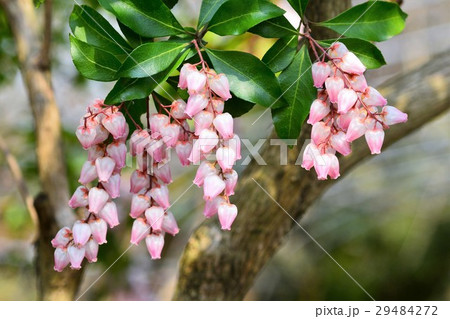 アセビの花 29484272
