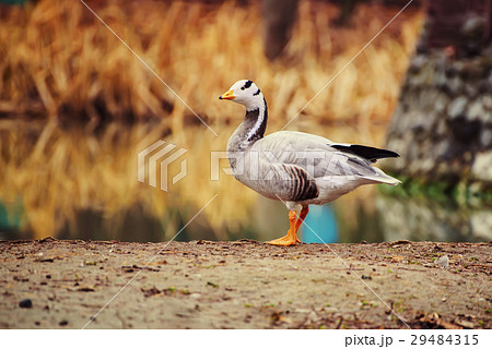 Bar headed goose 29484315