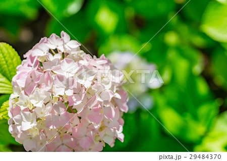 【神奈川県】あじさい 【神奈川県】あじさい 29484370