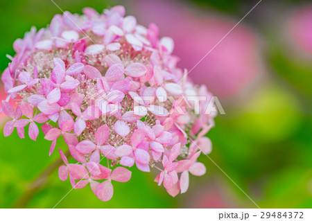 【神奈川県】あじさい 29484372