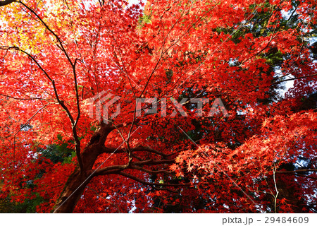 紅葉(香川県金比羅裏参道) 紅葉(香川県金比羅裏参道) 29484609