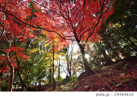 紅葉（香川県金比羅裏参道） 29484610