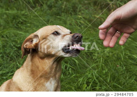A brown dog angry at a human hand. A brown dog angry at a human hand. 29484705