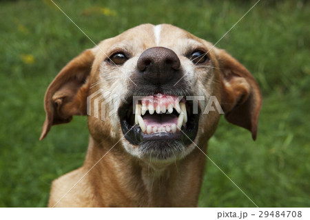 Vicious brown dog. Threatening jaws. Vicious brown dog. Threatening jaws. 29484708