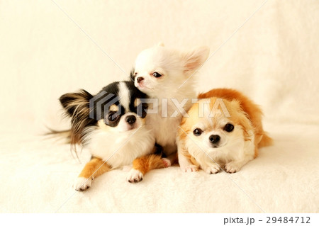 チワワの成犬と仔犬の写真素材 [29484712] - PIXTA