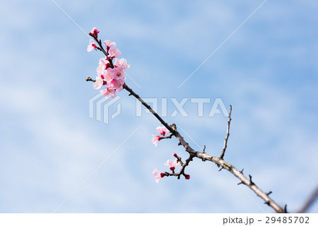 桜の咲き始め 桜の咲き始め 29485702
