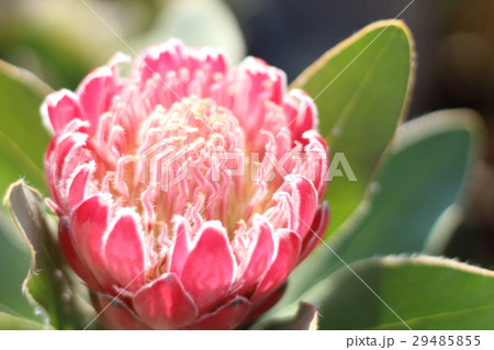 プロテア ピンクプリンセス プロテア ピンクプリンセス 29485855