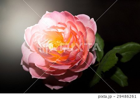 Pink Rose Flower isolated on black background Pink Rose Flower isolated on black background 29486261