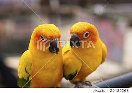 黄色いインコ　コガネメキシコインコ 29486568