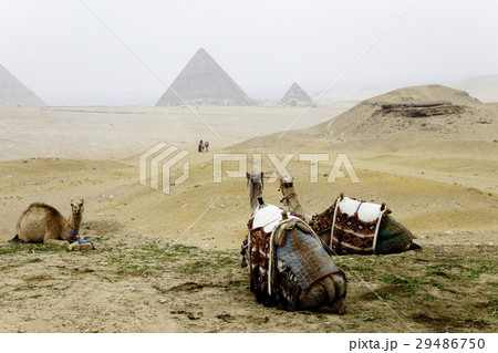 Camels and The Pyramids of Giza in Egypt 29486750
