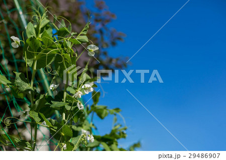 家庭菜園 29486907