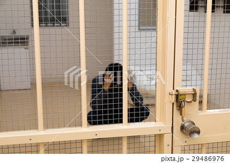 刑務所 留置所 犯罪 逮捕 保留 監獄 牢屋 拘束 犯人 牢獄 詐欺 捕まえる 警察 男性 日本人の写真素材