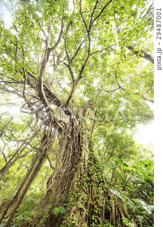 ガジュマル　エコロジーイメージ　緑の巨人　森の賢者 29487001