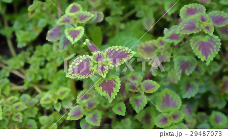 台湾 公園 パーク 29487073