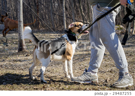 beagle playing with its owner outdoor 29487255