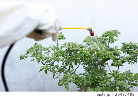 Farmer spraying insecticide on chilli plant Farmer spraying insecticide on chilli plant 29487488