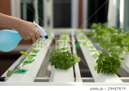 Hand spray water on organic hydroponic vegetable 29487674