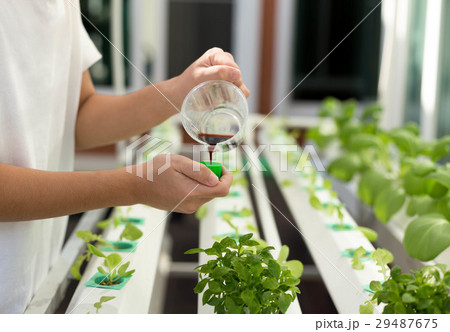 Hand with fertilizes organic hydroponic vegetable Hand with fertilizes organic hydroponic vegetable 29487675