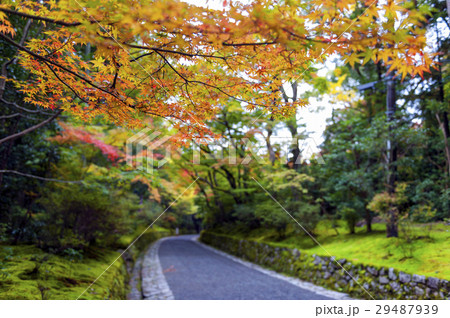 Colourful autumn leaves in Japanese garden 29487939