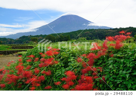 富士山とヒガンバナ 29488110