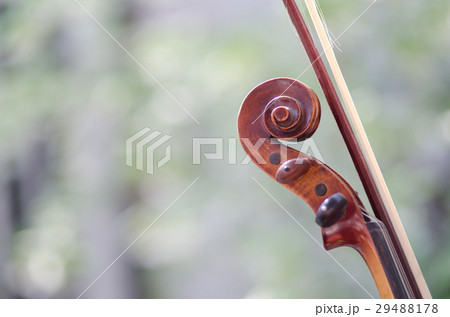 The violin's head looks like a beautiful spiral, t 29488178