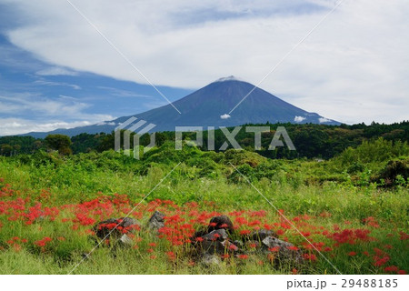 富士山とヒガンバナ 29488185