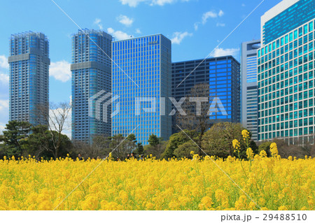 浜離宮恩賜庭園の菜の花畑 浜離宮恩賜庭園の菜の花畑 29488510