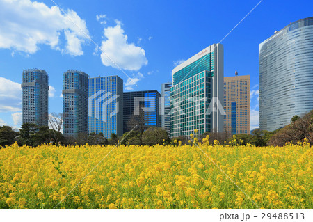 浜離宮恩賜庭園の菜の花畑 29488513