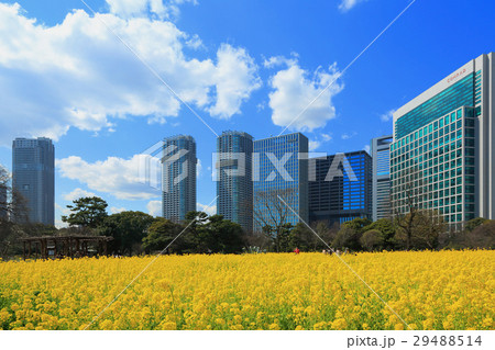 浜離宮恩賜庭園の菜の花畑 浜離宮恩賜庭園の菜の花畑 29488514