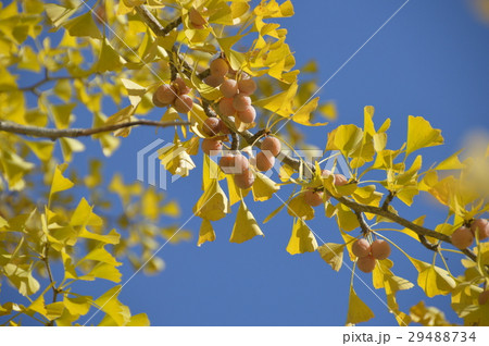 イチョウ・銀杏の実(秩父ミューズパーク/埼玉県秩父市) イチョウ・銀杏の実(秩父ミューズパーク/埼玉県秩父市) 29488734