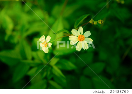 Daisy white flower on warm light and vintage style Daisy white flower on warm light and vintage style 29488769