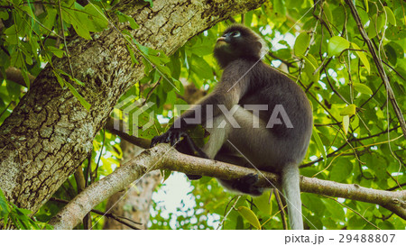 Dusky leaf monkey, Langur in forest 29488807
